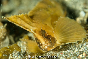 Leaf scorpionfish by Alberto D'este 
